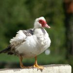 KONICA MINOLTA DIGITAL CAMERA