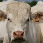 KONICA MINOLTA DIGITAL CAMERA