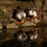 KONICA MINOLTA DIGITAL CAMERA