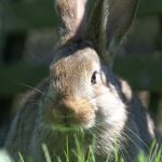 KONICA MINOLTA DIGITAL CAMERA