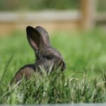 KONICA MINOLTA DIGITAL CAMERA