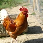 KONICA MINOLTA DIGITAL CAMERA