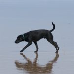 KONICA MINOLTA DIGITAL CAMERA