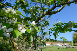 La chèvrerie au printemps