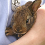 KONICA MINOLTA DIGITAL CAMERA