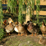 KONICA MINOLTA DIGITAL CAMERA