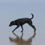 KONICA MINOLTA DIGITAL CAMERA