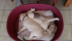 Nos inséparables Duo de chiens