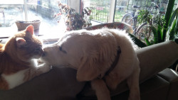 Mystiroux et Perla Chat chien